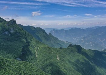 Protected wild plant species found in nature reserve in China’s Chongqing