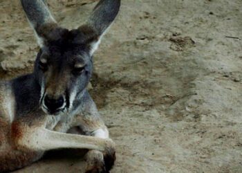 Australia told to shoot kangaroos before they starve