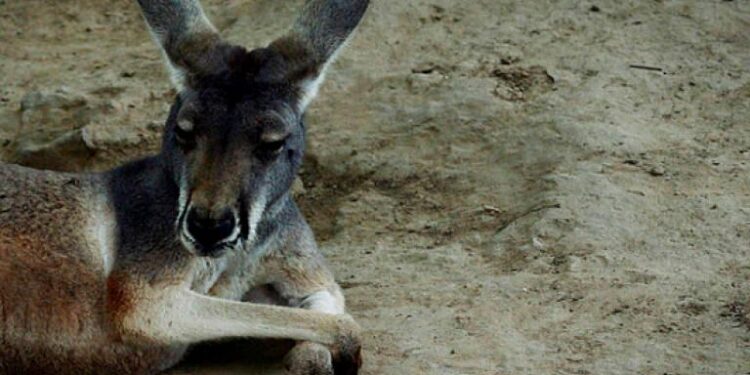 Australia told to shoot kangaroos before they starve