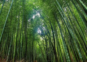 Taiwan tribe despairs as drought shrinks bamboo crop