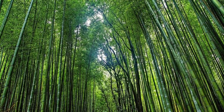 Taiwan tribe despairs as drought shrinks bamboo crop