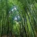 Taiwan tribe despairs as drought shrinks bamboo crop