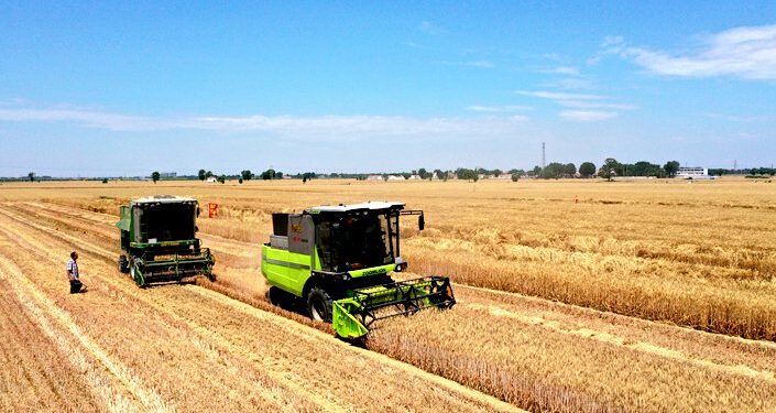 Wheat harvest nearing completion in China’s Henan