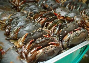 Truck carrying seafood from Pakistan arrives in Xinjiang, China