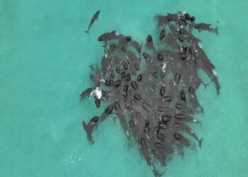 Rescue efforts in Australia continue to save 45 stranded pilot whales