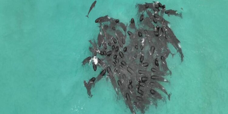 Rescue efforts in Australia continue to save 45 stranded pilot whales