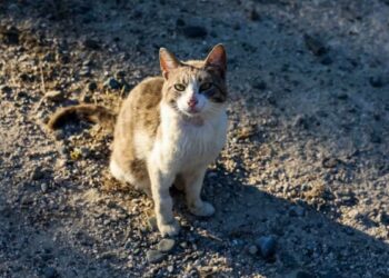 WHO concerned at rise in Poland bird flu cases in cats
