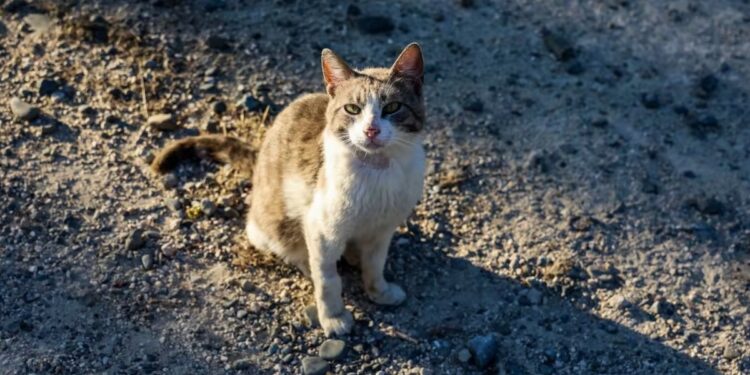 WHO concerned at rise in Poland bird flu cases in cats