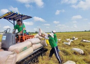 Vietnam to tighten management of planting areas to improve agriculture exports