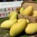 China suspends mango imports from Taiwan