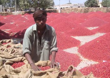Gurad Agriculture Services selected to export red chillies to China