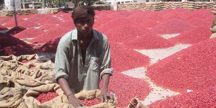 Gurad Agriculture Services selected to export red chillies to China