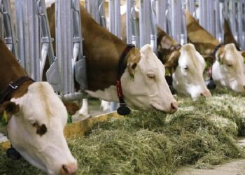 Australia testing for cattle virus amid Indonesian import suspension