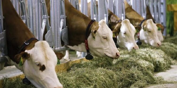 Australia testing for cattle virus amid Indonesian import suspension