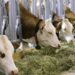 Australia testing for cattle virus amid Indonesian import suspension