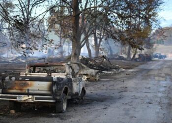 Türkiye’s tea yield drops due to insufficient precipitation: media