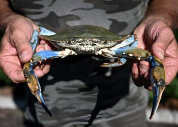 Italy’s clam farmers fear blue crab ‘invasion’