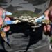 Italy’s clam farmers fear blue crab ‘invasion’