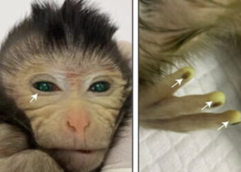 Chinese scientists report first live birth of chimeric monkey