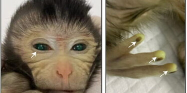 Chinese scientists report first live birth of chimeric monkey