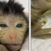Chinese scientists report first live birth of chimeric monkey
