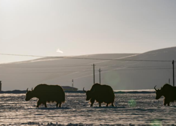 Housing project improves grassland life at winter pastures in Xizang