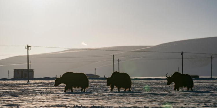 Housing project improves grassland life at winter pastures in Xizang