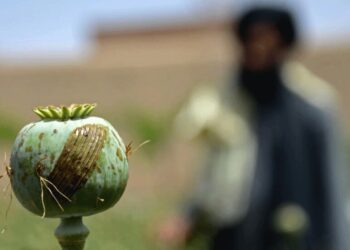 Opium cultivation in Afghanistan plunges by 95% under Taliban: UN