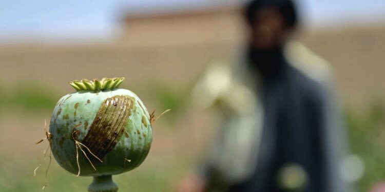 Opium cultivation in Afghanistan plunges by 95% under Taliban: UN