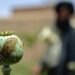Opium cultivation in Afghanistan plunges by 95% under Taliban: UN