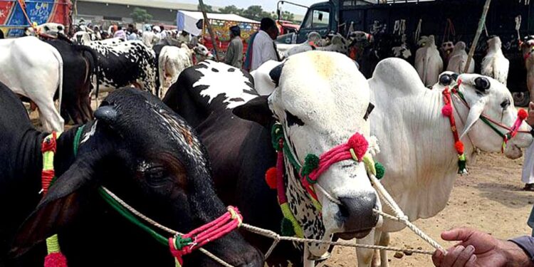Govt issues warning on disposal of sacrificial animals’ remains near airports