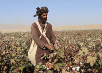 Afghanistan Exports 15,000 Tons of Cotton to Global Markets