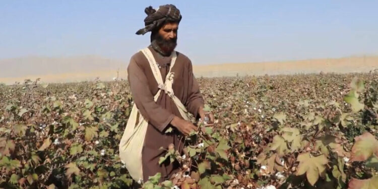 Afghanistan Exports 15,000 Tons of Cotton to Global Markets
