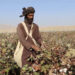 Afghanistan Exports 15,000 Tons of Cotton to Global Markets