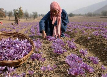 Kashmir’s saffron cultivation threatened by global warming