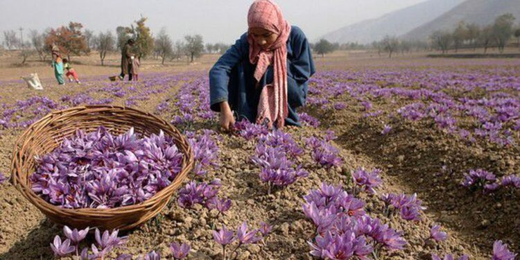 Kashmir’s saffron cultivation threatened by global warming