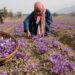 Kashmir’s saffron cultivation threatened by global warming